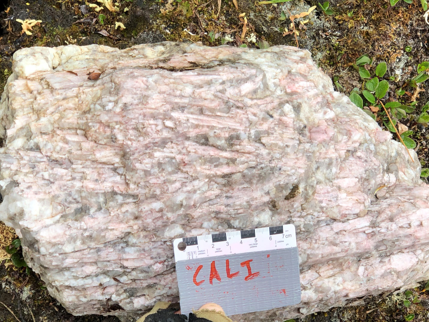 Figure 3 - Boulder of spodumene-bearing pegmatite containing ~40% spodumene from the CALI property, June 2023.